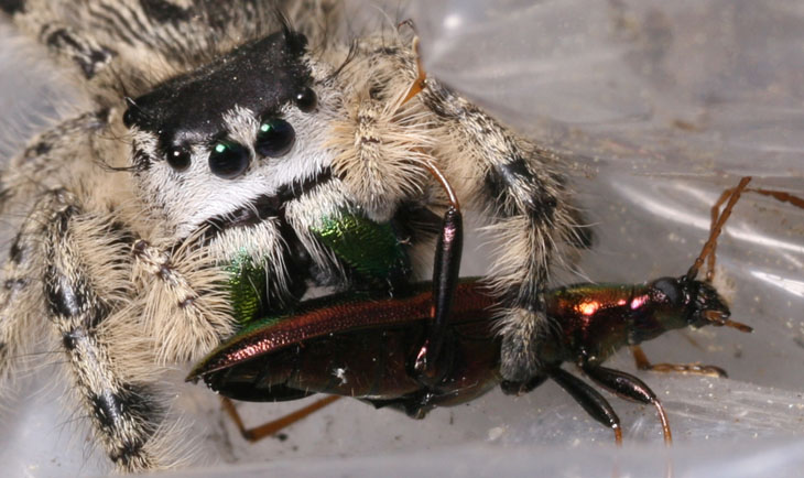 jumping spider Phidippus with unidentified beetle