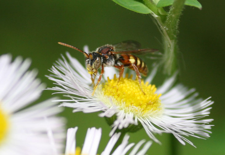 unidentified wasp detail crop