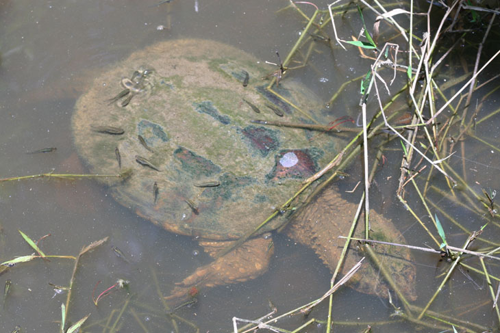 common snapping turtle Chelydra serpentina basking with minnows