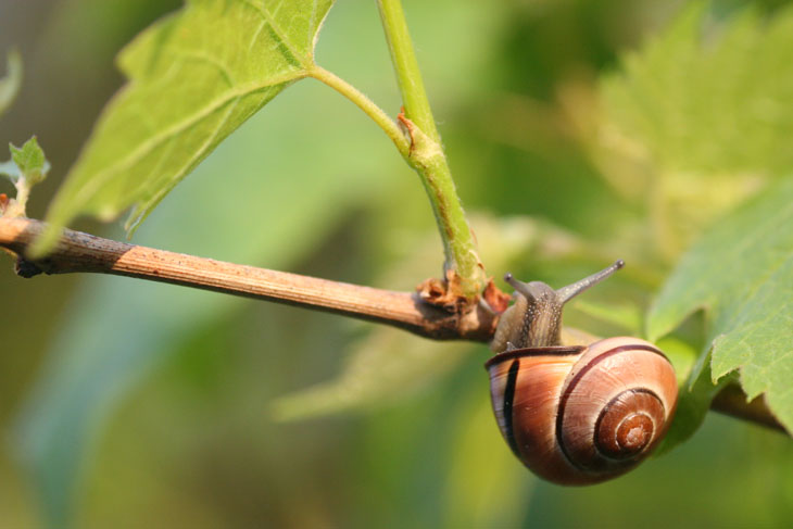 unidentified snail on grape vines at sunrise