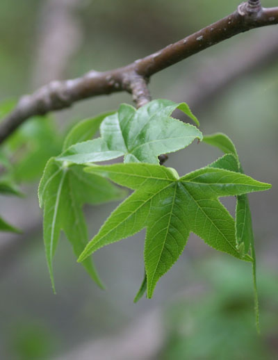 leaves sprouting from cut tree