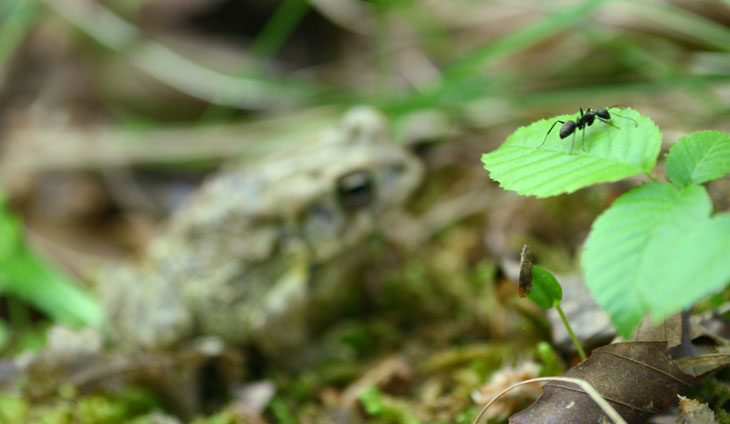 American toad Anaxyrus americanus camouflaged behind black ant on leaf