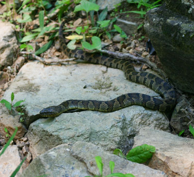 same northern water snake Nerodia sipedon in almost the same location