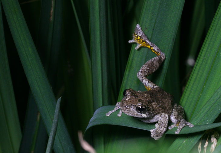 Copes Grey Gray treefrog Hyla chrysoscelis perched on pond iris