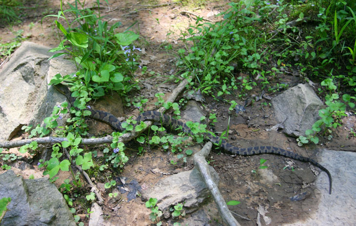 northern water snake Nerodia sipedon being obvious