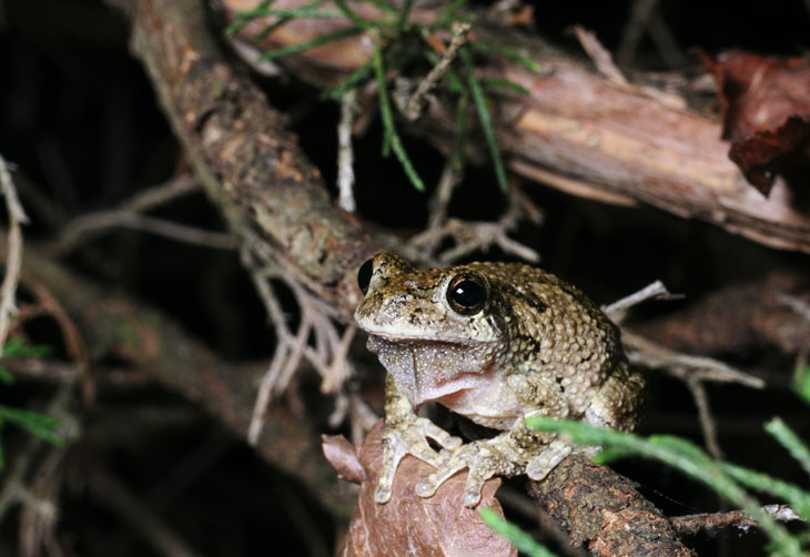 Cope's grey treefrog Hyla chrysoscelis perched in tree