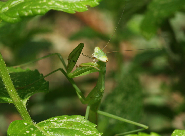 Chinese mantis Tenodera aridifolia sinensis snacking on spider leg