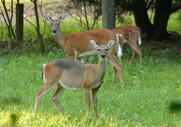 White-tailed deer Odocoileus virginianus in urban backyard