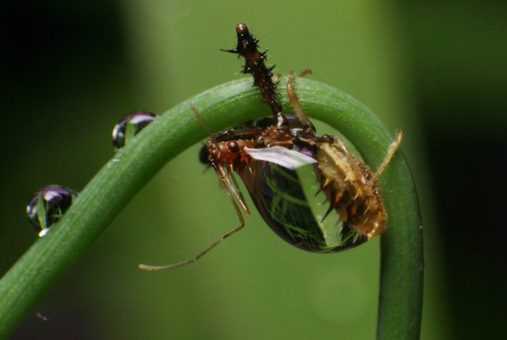 assassin nymph Sinea bearing huge water drop