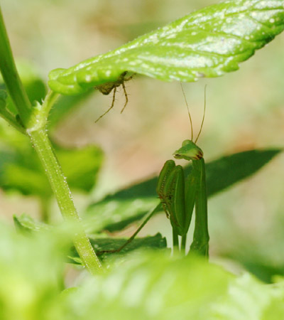 Chinese mantis Tenodera aridifolia sinensis with suddenly appearing meal