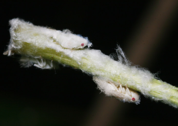 citurs flatid planthoppers Metcalfa pruinosa with residue on plant stem