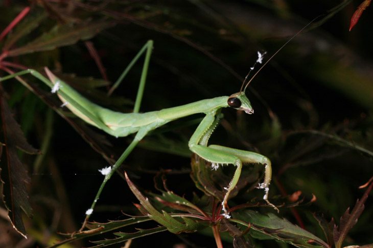 Chinese mantis Tenodera aridifolia sinensis showing evidence of last meal