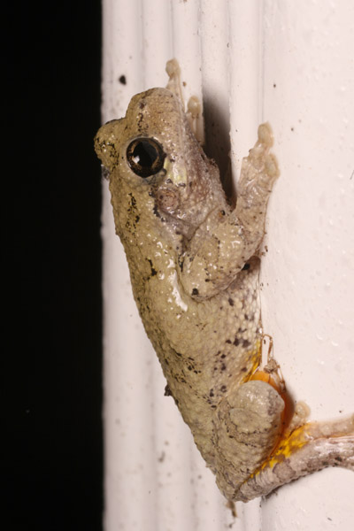 Copes grey treefrog Hyla chrysoscelis on downspout