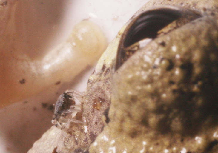 newborn jumping spider on Copes grey treefrog Hyla chrysoscelis