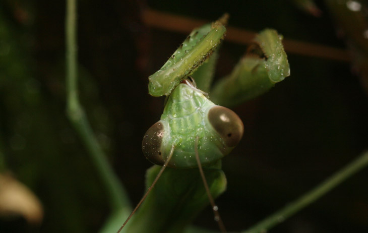 Chines mantis Tenodera aridifolia sinensis cleaning mist from forelegs