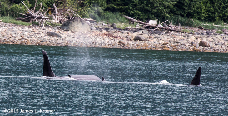 orca killer whale Orcinus orca family of dorsal fins