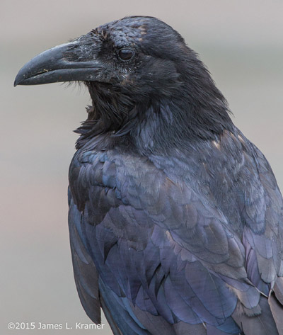 raven Corvus corax portrait