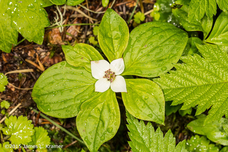 wildflower in Alaska