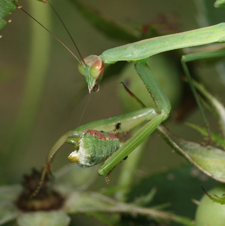 Chinese mantis Tenodera aridifolia sinensis eating katydid disgustingly