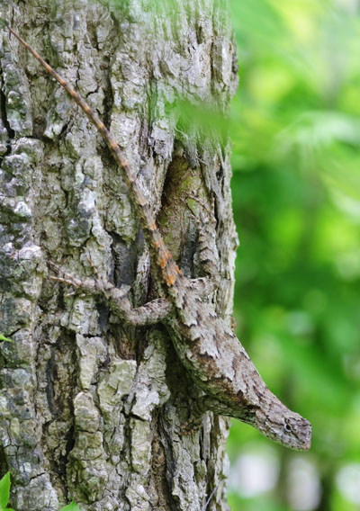 Eastern fence lizard Sceloporus undulatus motionless on tree