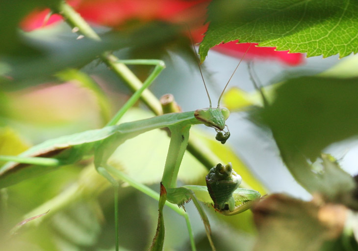 Chinese mantis Tenodera aridifolia sinensis with moutful in its palps