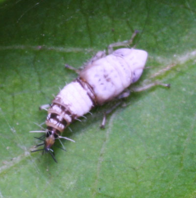 unknown leafhopper