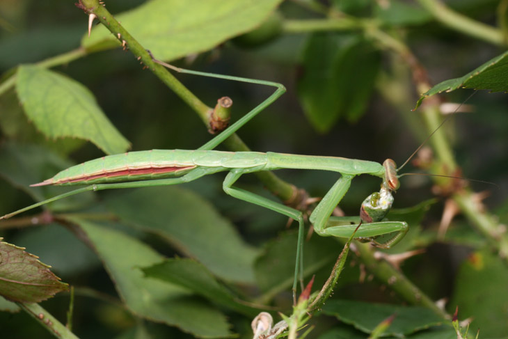 Chinese mantis Tenodera aridifolia sinensis snacking on katydid