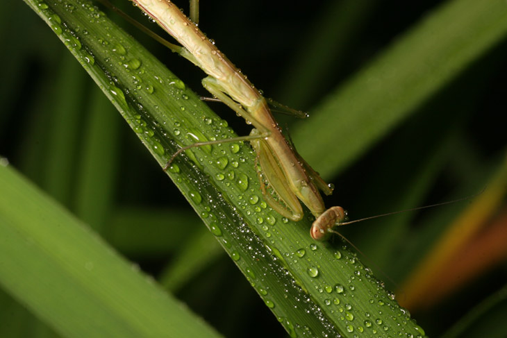 Chinese mantis Tenodera aridifolia sinensis cleaning dew from leaf