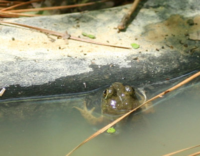 small shy frog peeking from pond