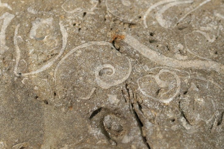 spiral shell fossil among others