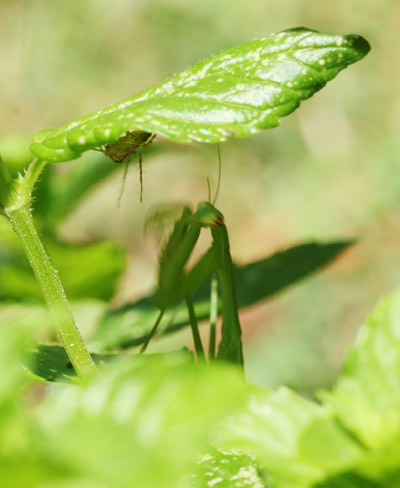Chinese mantis Tenodera aridifolia sinensis at moment of spider capture