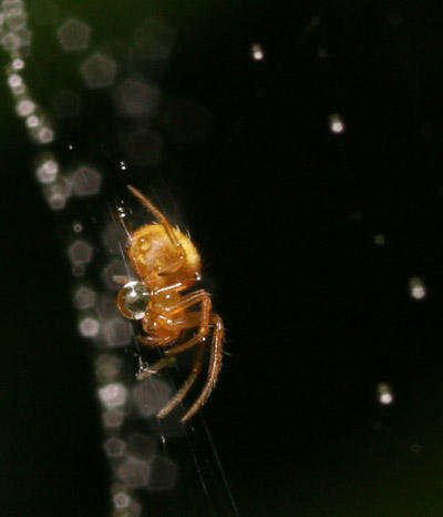 unknown minuscule orb weaver spider in wet web