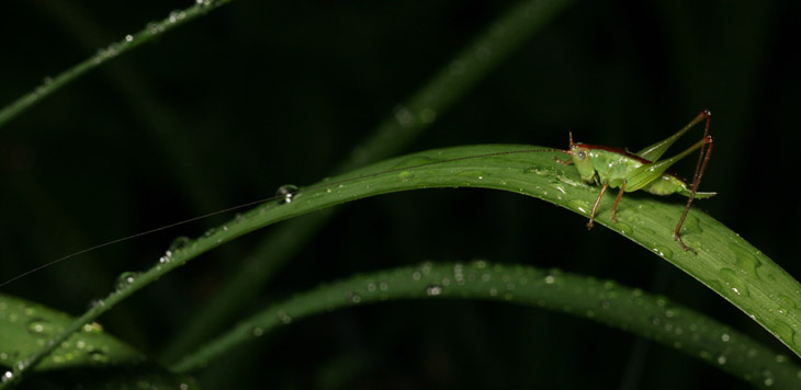 lesser meadow katydid Conocephalus on wet cattail leaf