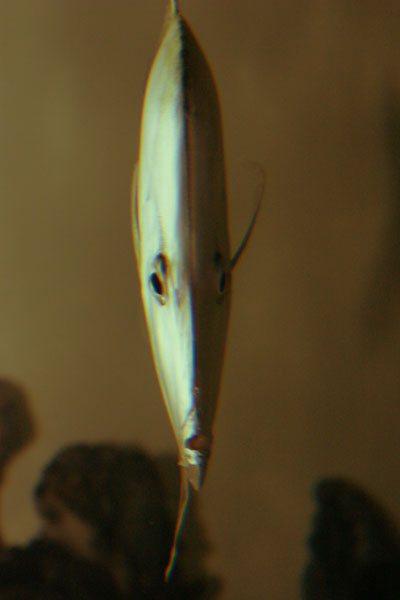 a narrow fish