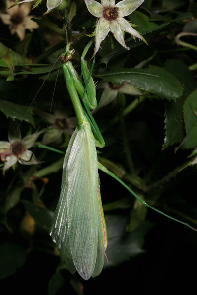 Chinese mantis Tenodera aridifolia sinensis newly emerged into adult form, wings still drying