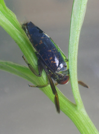 Backswimmer Notonecta clinging to plant stem underwater