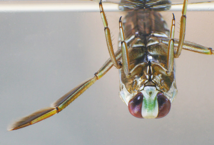 Backswimmer Notonecta portrait with swimming hairs