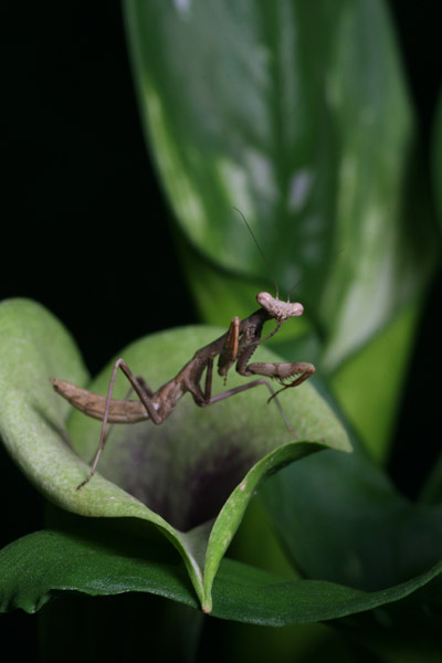 Carolina mantis Stagmomantis carolina on calla lily