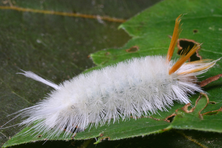 Sycamore tussock moth Halysidota harrisii caterpillar