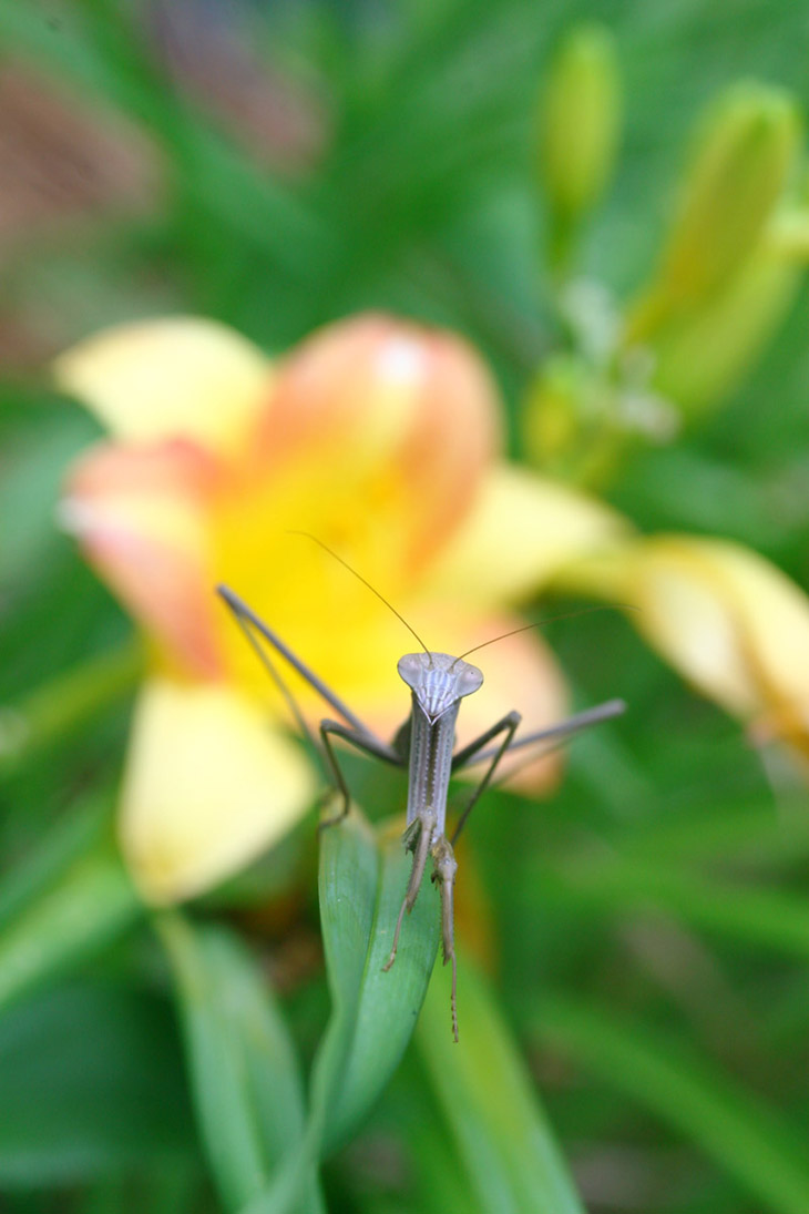 Chinese mantis Tenodera aridifolia sinensis posed against day lily