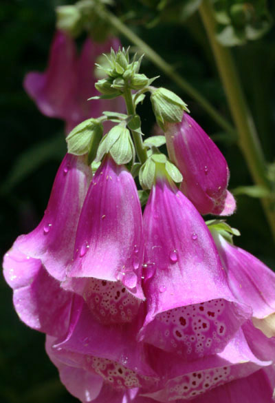 foxglove blossoms after rain