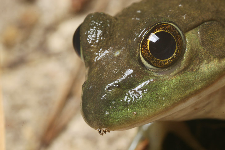 unidentified frog closeup