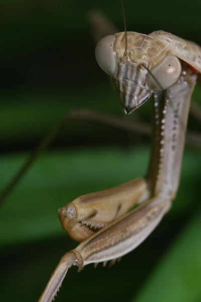 Chinese mantis Tenodera aridifolia sinensis looking stern