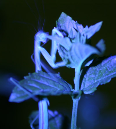 Chines mantis Tenodera aridifolia sinensis under UV light, failing to hold still