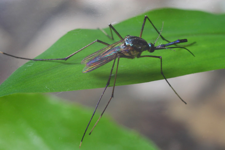 Elephant mosquito Toxorhynchites rutilus full body image