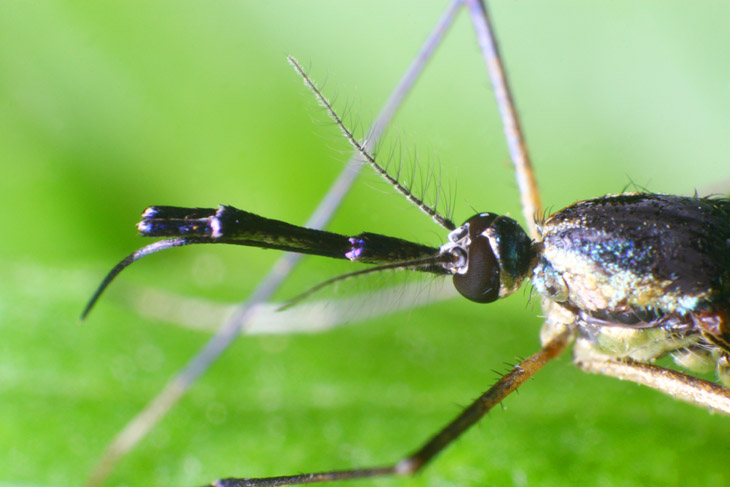 Elephant mosquito Toxorhynchites rutilus head detail