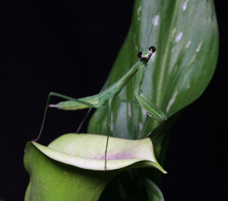 Chinese mantis Tenodera aridifolia sinensis on calla lily giving it all