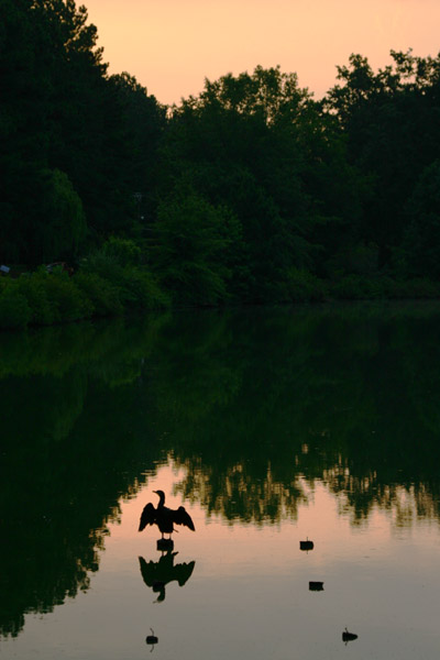 double-crested cormorant Phalacrocorax auritus posed against dawn twilight on pond