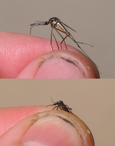 Elepahnt mosquito Toxorhynchites rutilus shown with common mosquito for scale