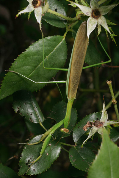 Chinese mantis Tenodera aridifolia sinensis now dry and active